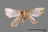 ǦW:Mimachrostia spp.