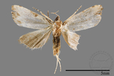 ǦW:Mimachrostia spp.