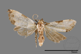 ǦW:Mimachrostia spp.