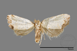 ǦW:Mimachrostia spp.