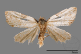 ǦW:Mimachrostia spp.