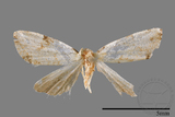 ǦW:Mimachrostia spp.