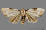 ǦW:Mimachrostia spp.