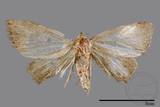 ǦW:Noctuidae sp.