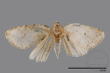 ǦW:Noctuidae sp.