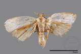 ǦW:Noctuidae sp.