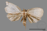 ǦW:Noctuidae sp.