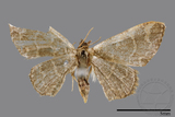 ǦW:Noctuidae sp.