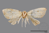 ǦW:Noctuidae sp.