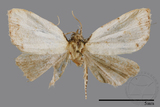 ǦW:Noctuidae sp.