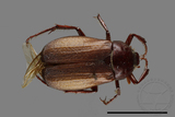 ǦW:Bunbunius opacipennis