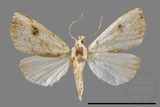 ǦW:Rivula sericealis