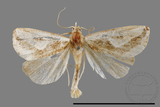 ǦW:Rivula curvifera