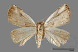 ǦW:Rivula cognata