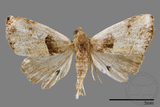 ǦW:Rivula cognata