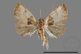 ǦW:Rivula cognata