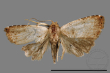 ǦW:Rivula cognata