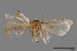 ǦW:Rivula cognata