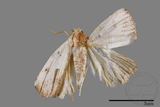 ǦW:Rivula cognata