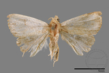 ǦW:Rivula cognata