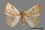 ǦW:Rivula cognata