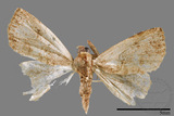 ǦW:Rivula cognata