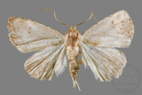 ǦW:Rivula cognata