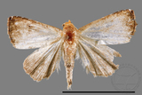 ǦW:Rivula inconspicua