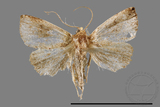 ǦW:Rivula inconspicua