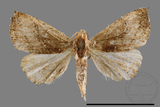 ǦW:Rivula inconspicua