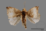 ǦW:Rivula inconspicua