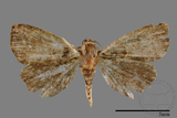 ǦW:Rivula errabunda