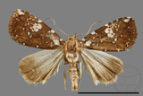 ǦW:Rivula niveipuncta