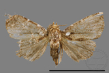 ǦW:Rivula niveipuncta