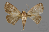 ǦW:Rivula niveipuncta