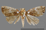 ǦW:Rivula niveipuncta