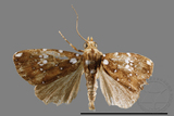 ǦW:Rivula niveipuncta