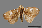 ǦW:Rivula niveipuncta