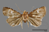 ǦW:Rivula niveipuncta