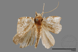 ǦW:Rivula niveipuncta