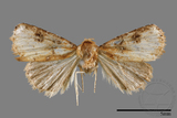 ǦW:Rivula auripalpis