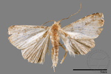 ǦW:Rivula auripalpis