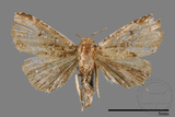 ǦW:Rivula auripalpis