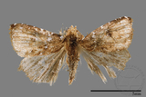 ǦW:Rivula auripalpis