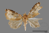 ǦW:Rivula auripalpis