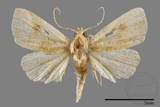 ǦW:Rivula auripalpis