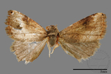 ǦW:Rivula auripalpis