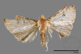 ǦW:Rivula auripalpis