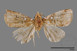 ǦW:Rivula auripalpis