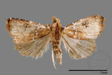 ǦW:Rivula auripalpis